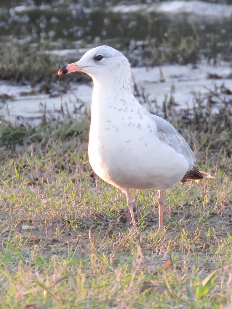 Ring-billed Gull - ML236301921