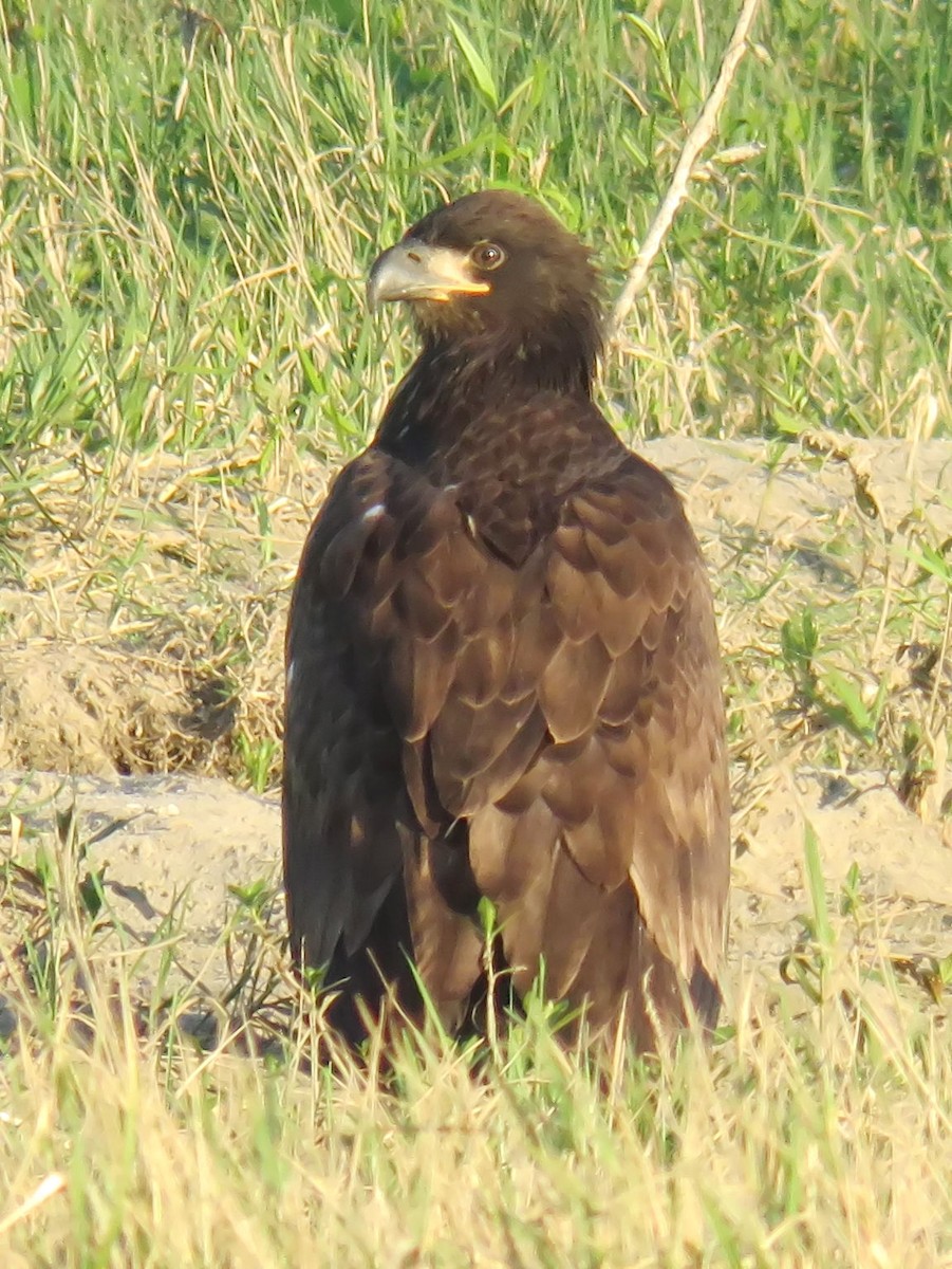 Weißkopf-Seeadler - ML236302551