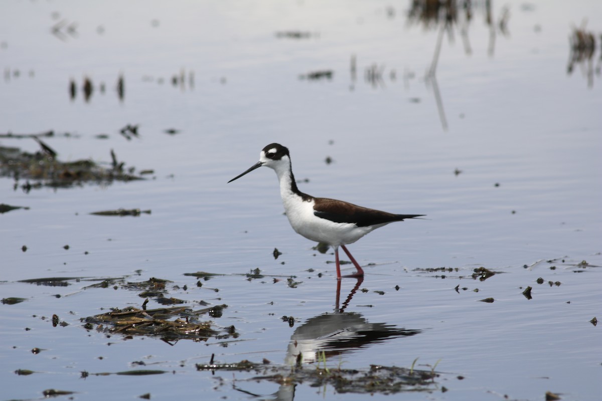 Black-necked Stilt - Michael Ward