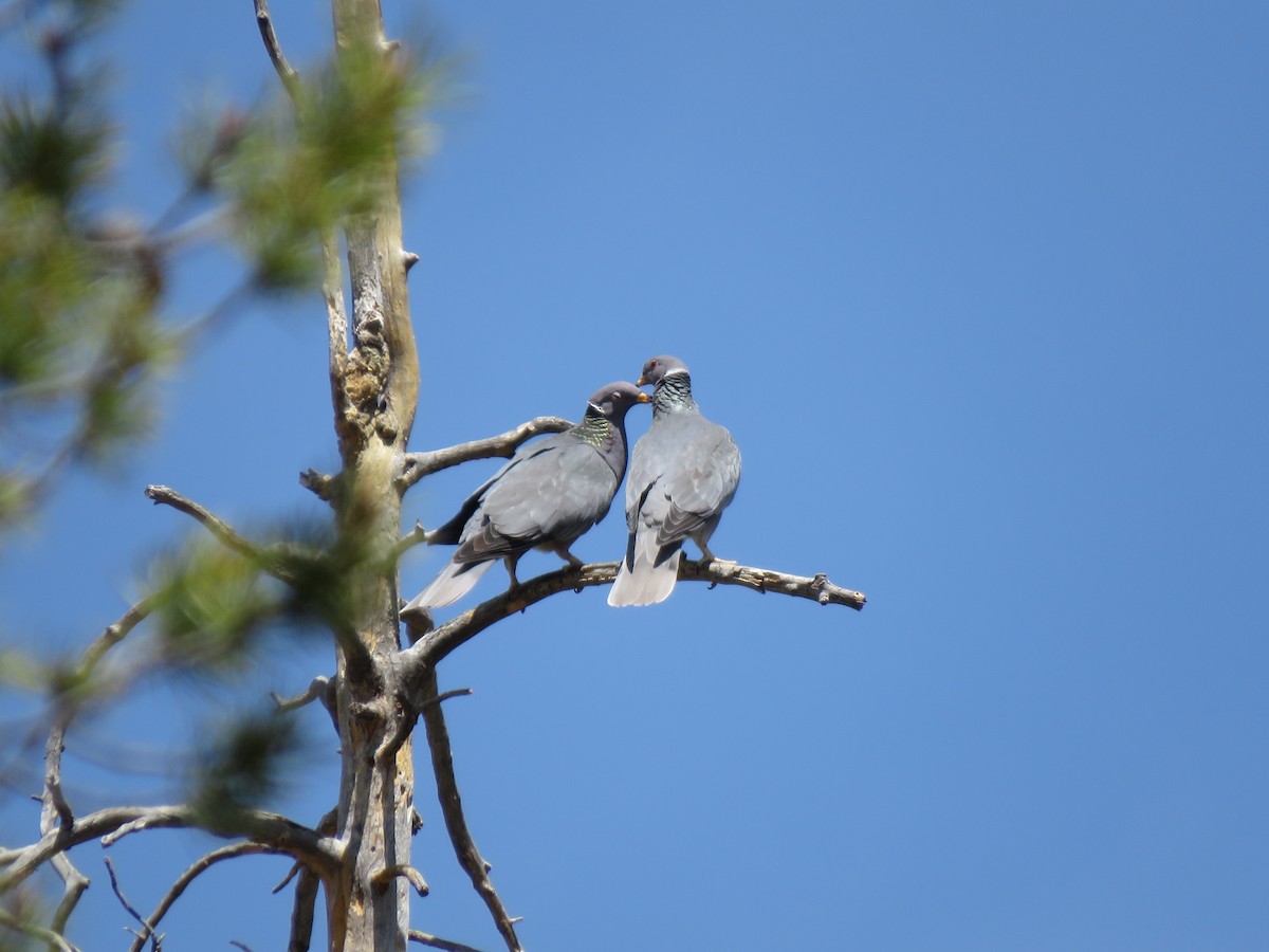 Band-tailed Pigeon - Ric Olson