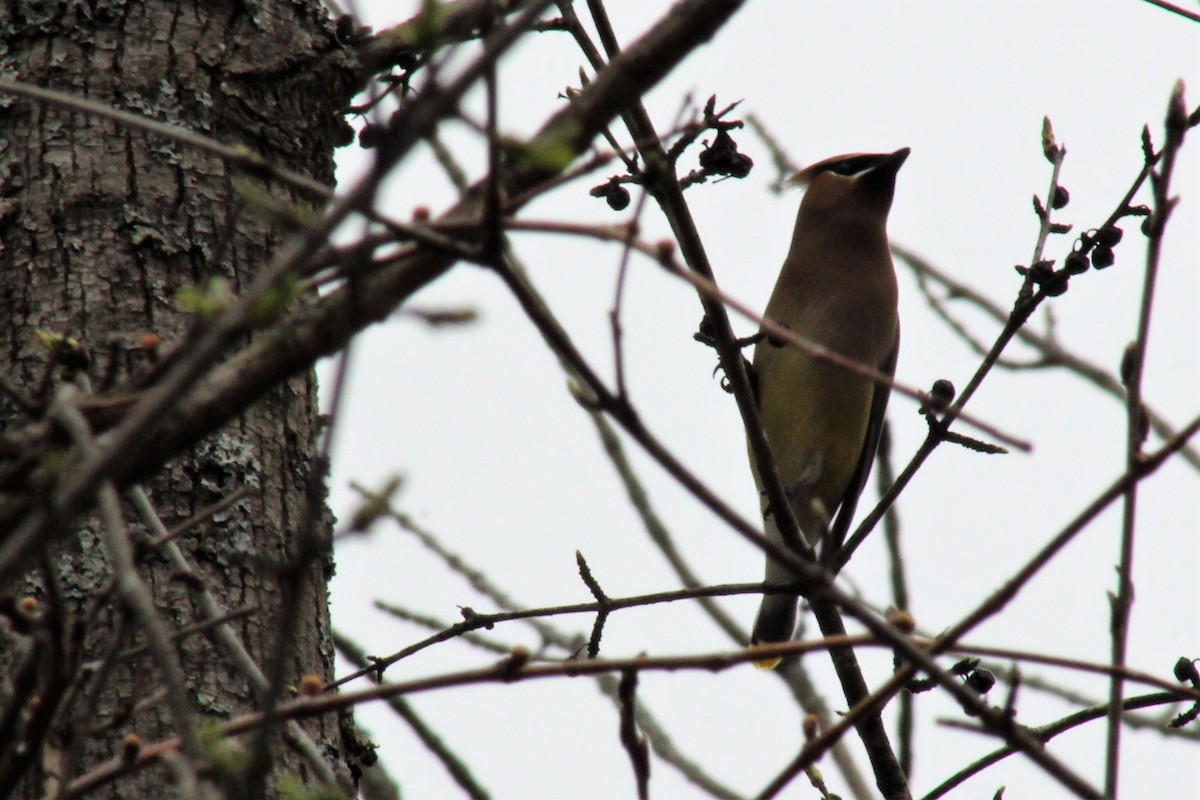 Cedar Waxwing - ML236304731