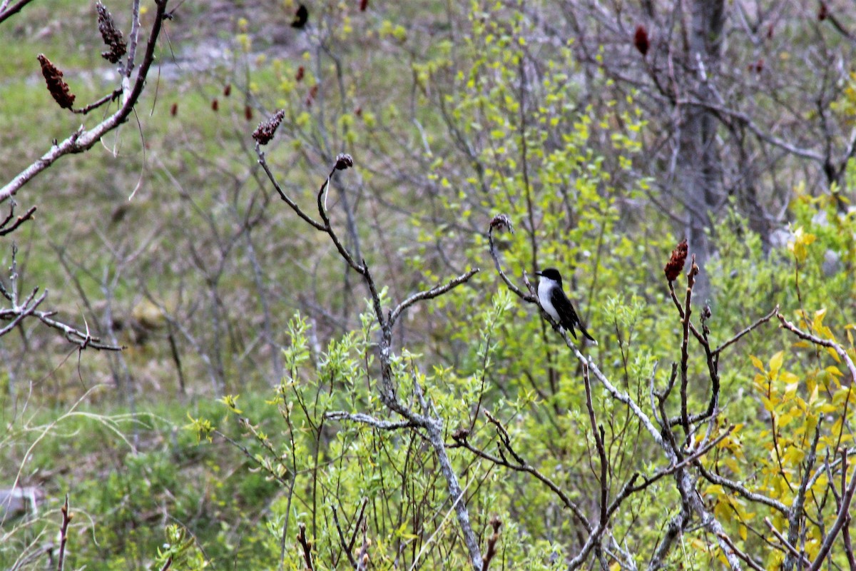 Eastern Kingbird - ML236304751