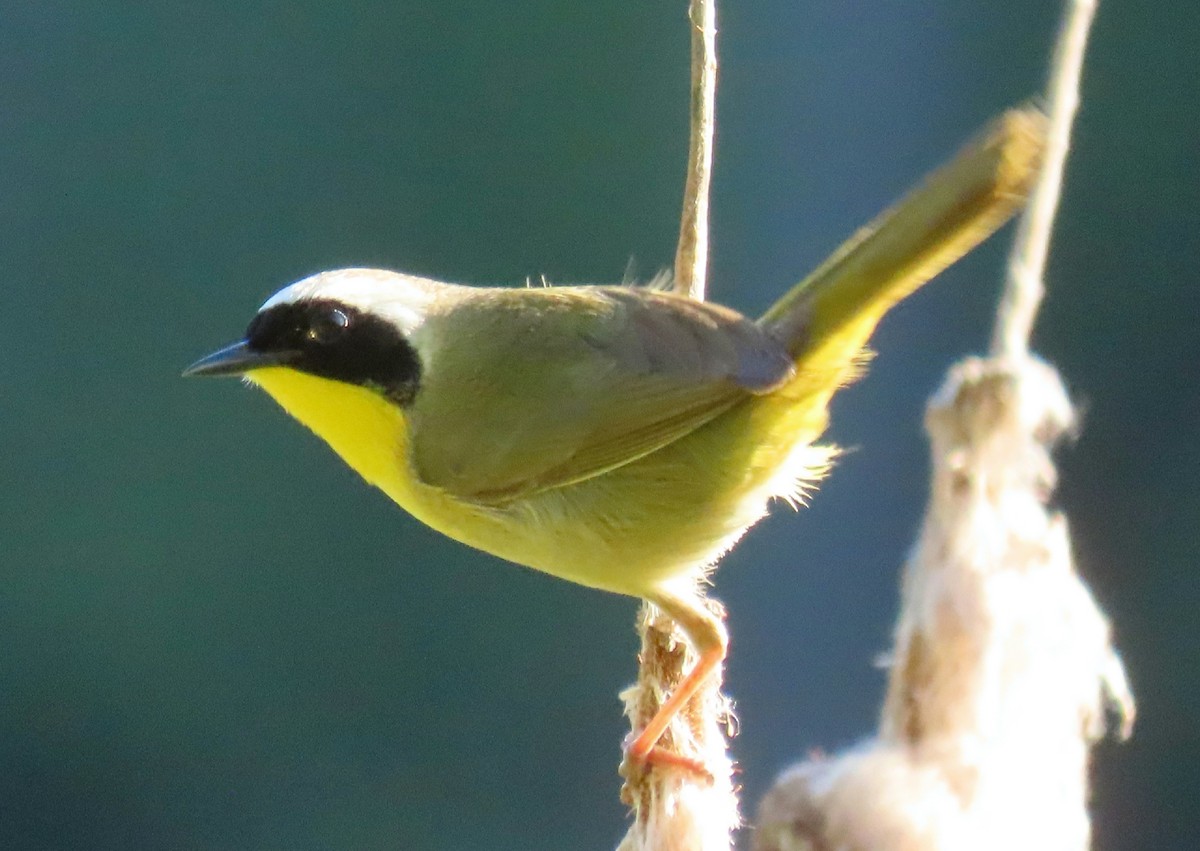 Common Yellowthroat - ML236306071