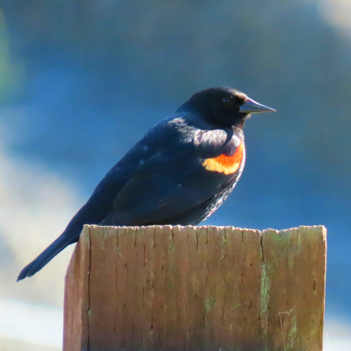 Red-winged Blackbird - ML236306171