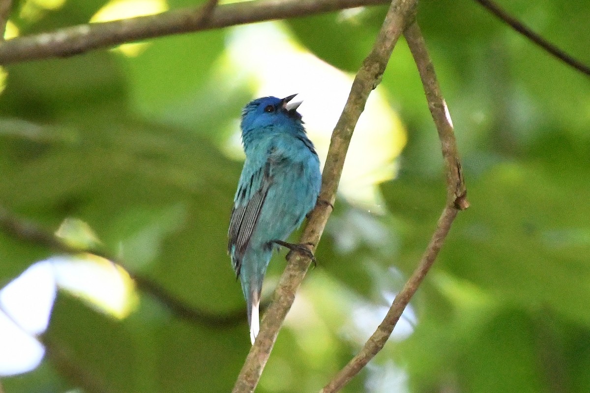 Indigo Bunting - ML236306201