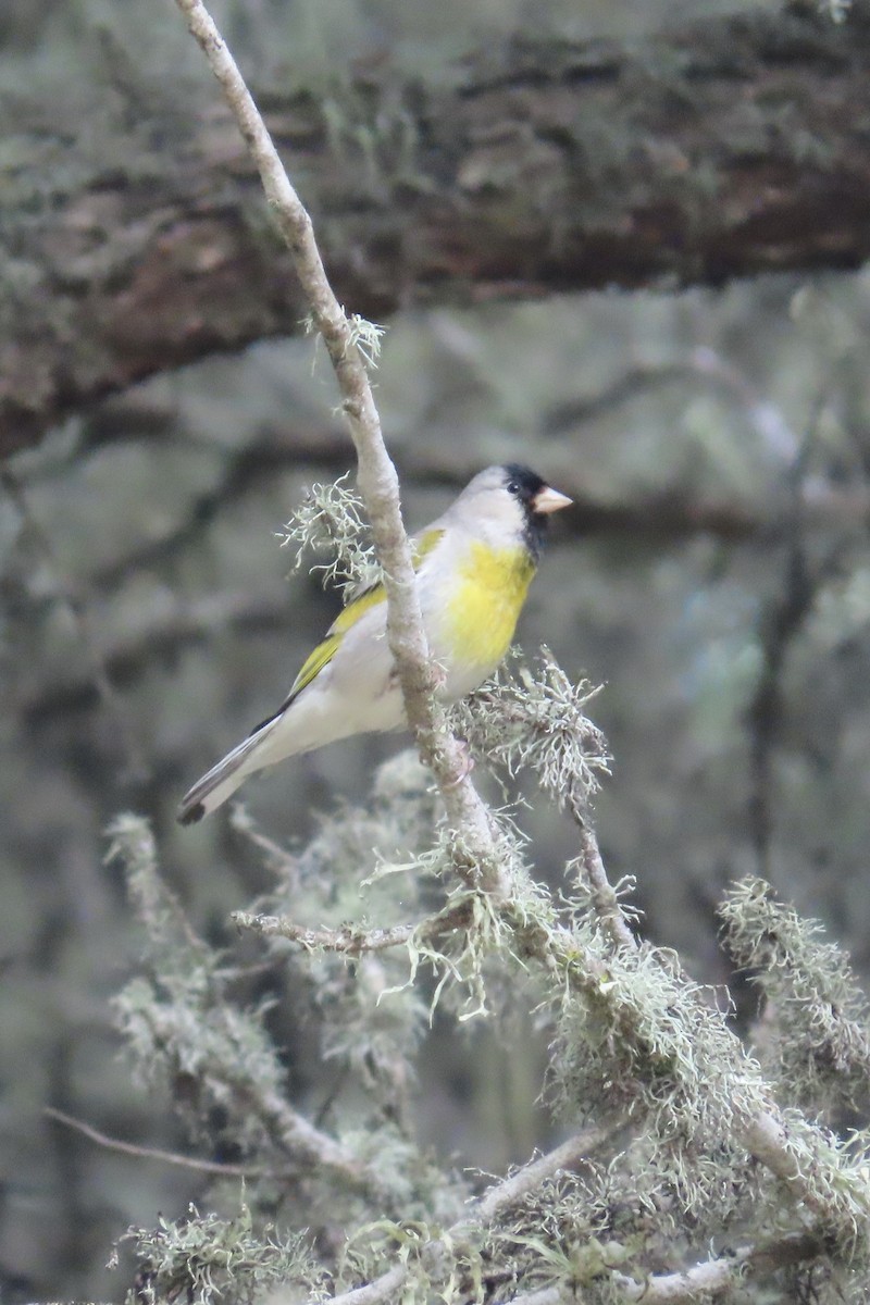 Lawrence's Goldfinch - ML236306611
