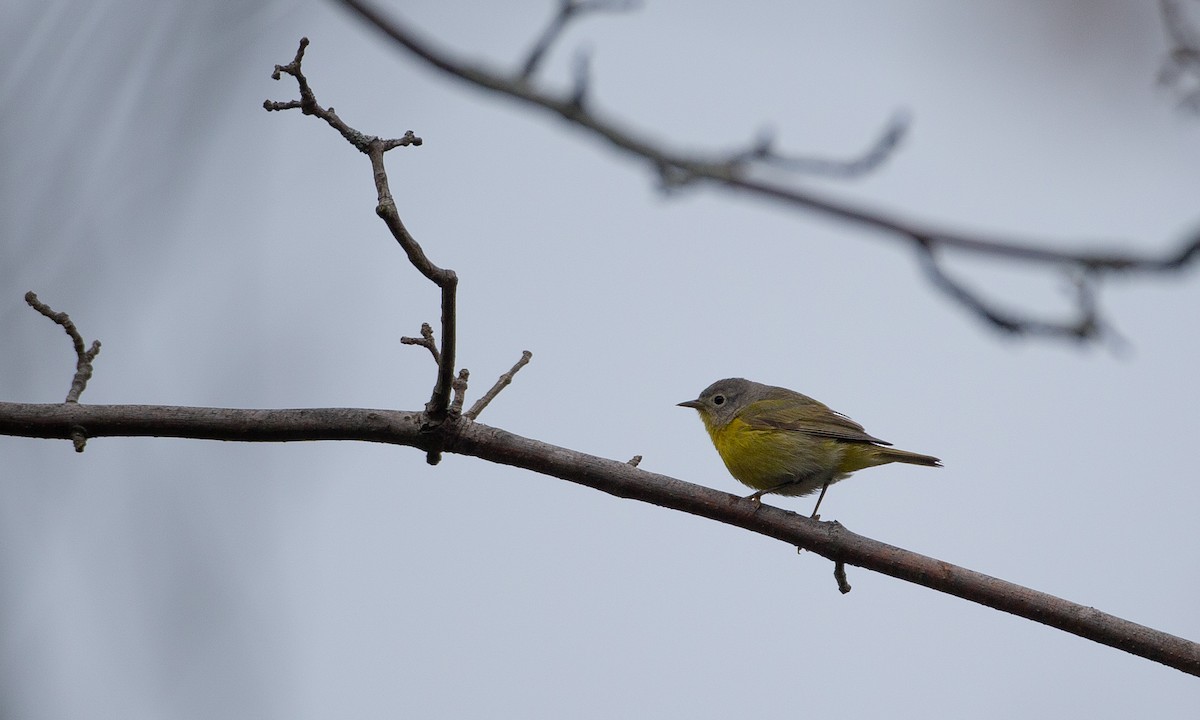 Nashville Warbler - ML236308621