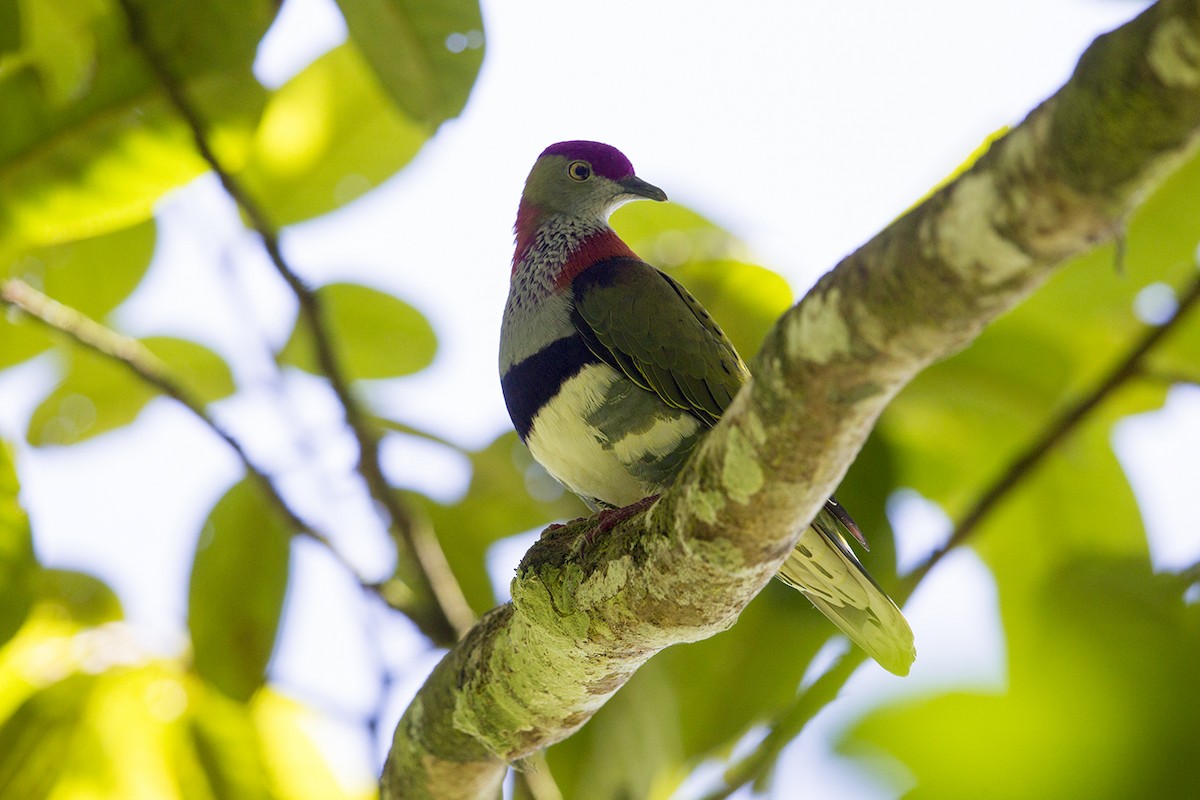 Superb Fruit-Dove - Laurie Ross | Tracks Birding & Photography Tours