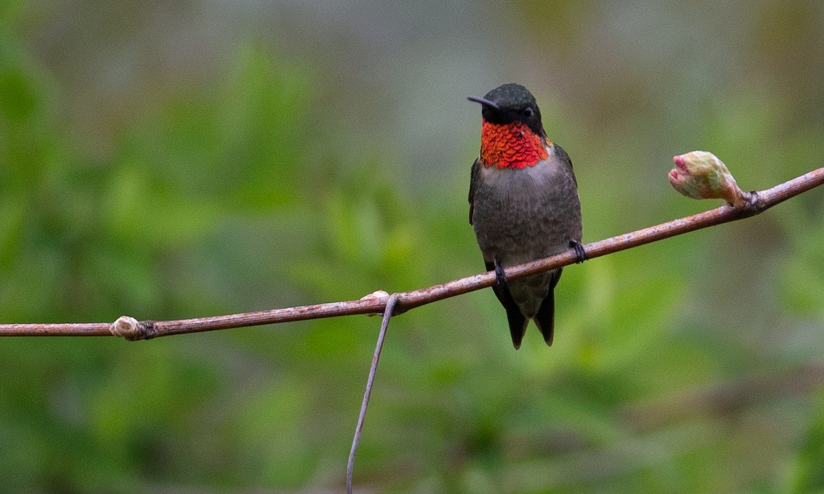 Ruby-throated Hummingbird - ML236309241