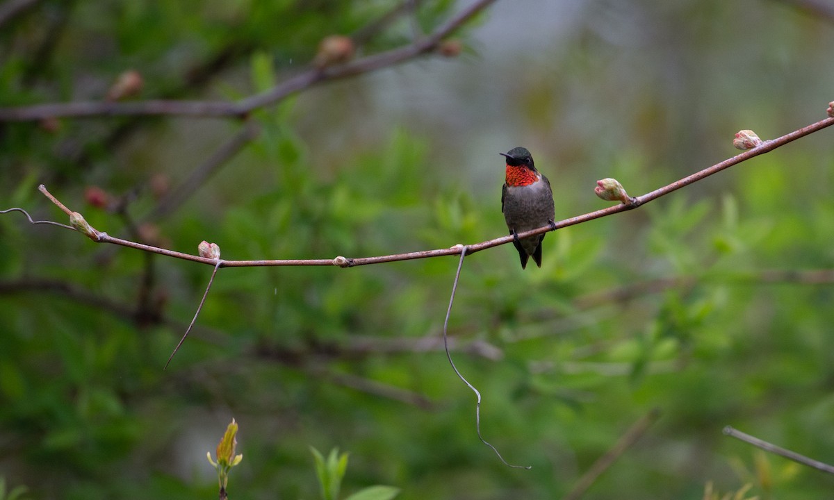 Ruby-throated Hummingbird - ML236309531