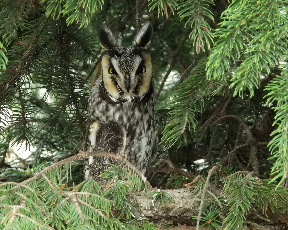 Long-eared Owl - David Lambeth