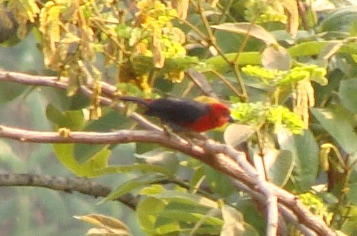 Red-headed Bluebill - ML236311281