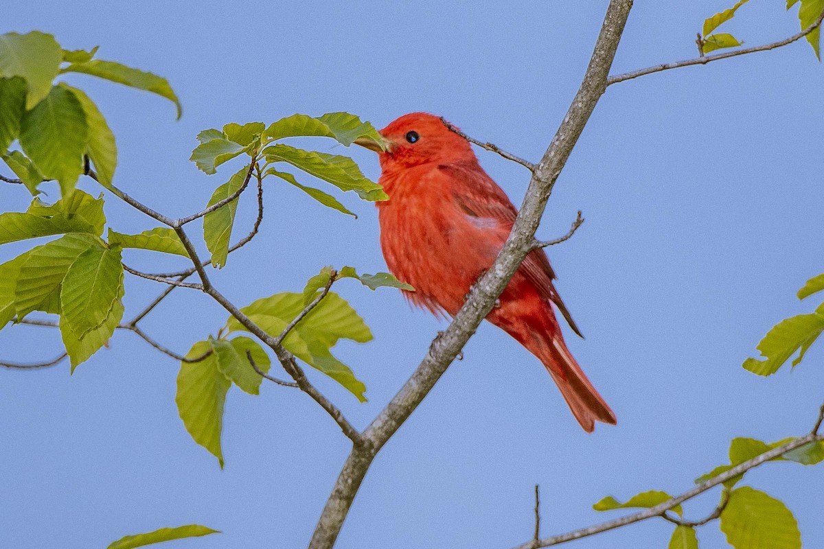 Summer Tanager - ML236311621