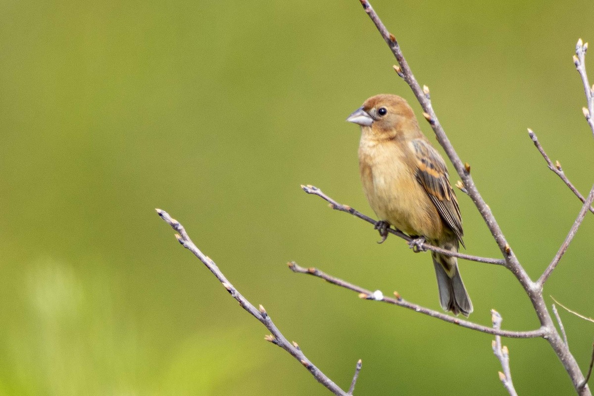 Blue Grosbeak - Rob Broeren