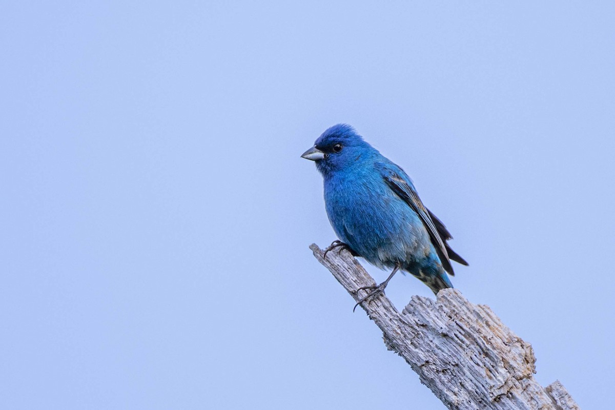 Indigo Bunting - ML236311931