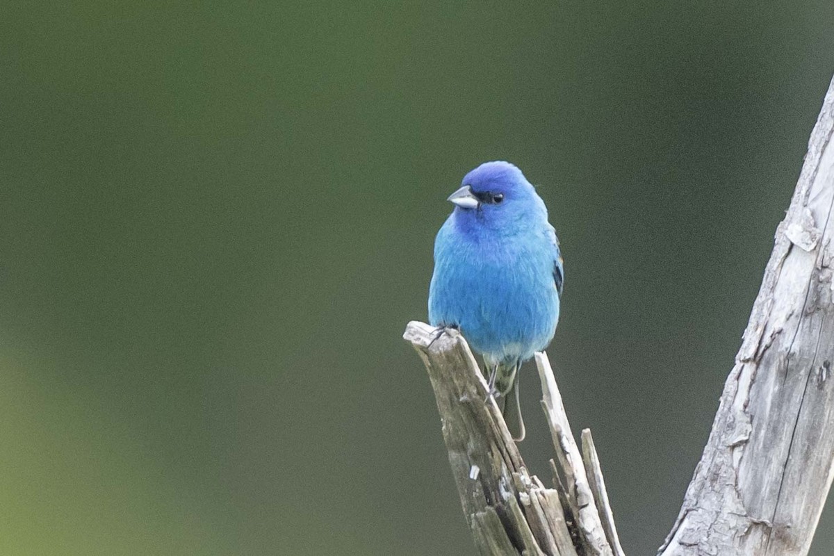 Indigo Bunting - Rob Broeren