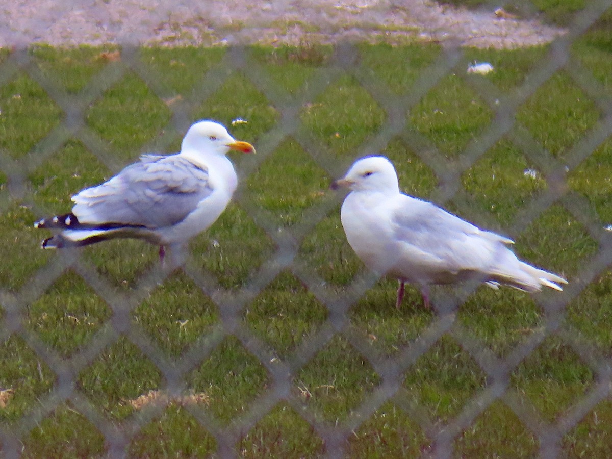 Iceland Gull - Lancy Cheng