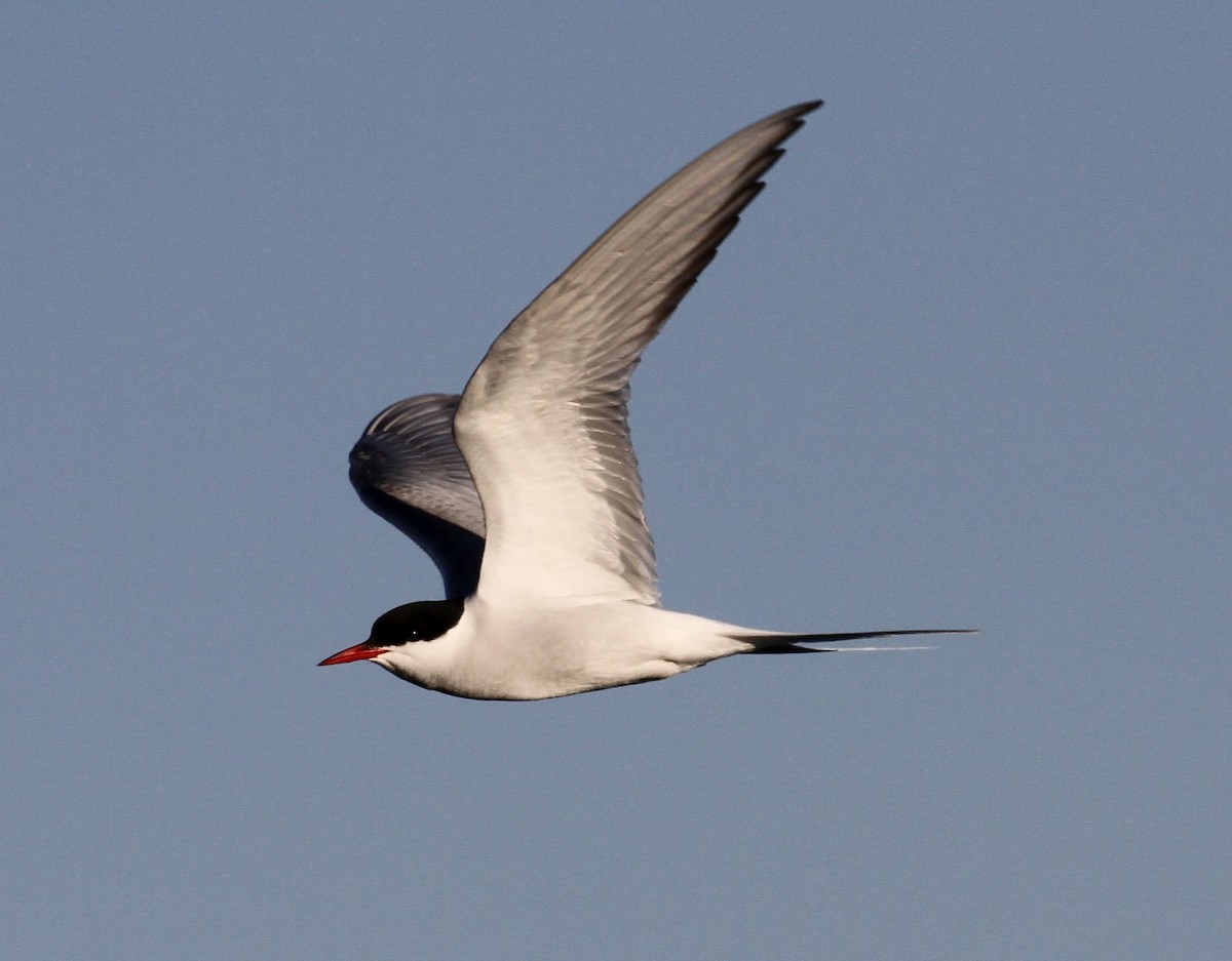 Arctic Tern - Craig Thayer