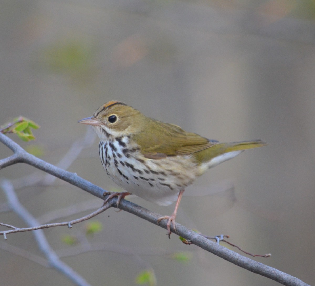 Ovenbird - ML236319811