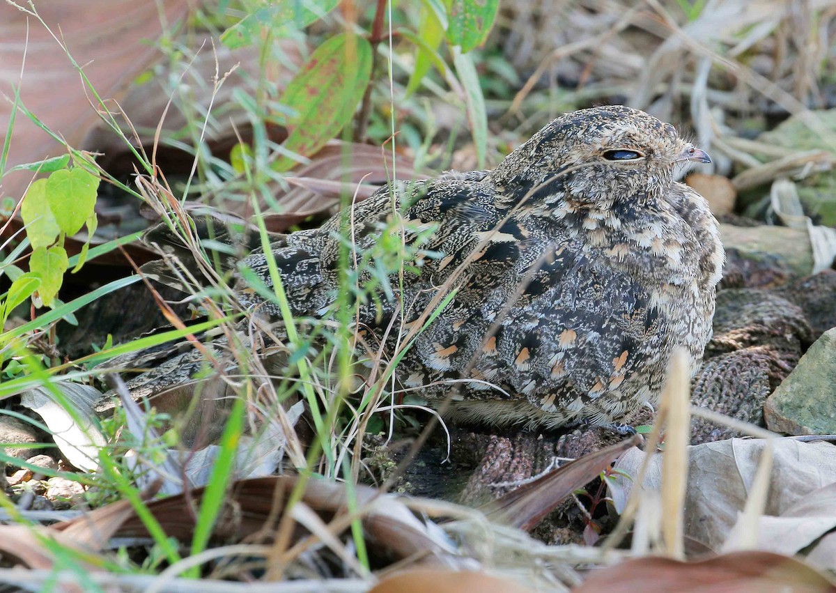 Savanna Nightjar - Neoh Hor Kee