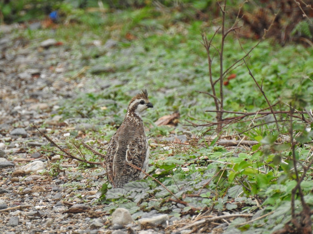 Crested Bobwhite - Anonymous