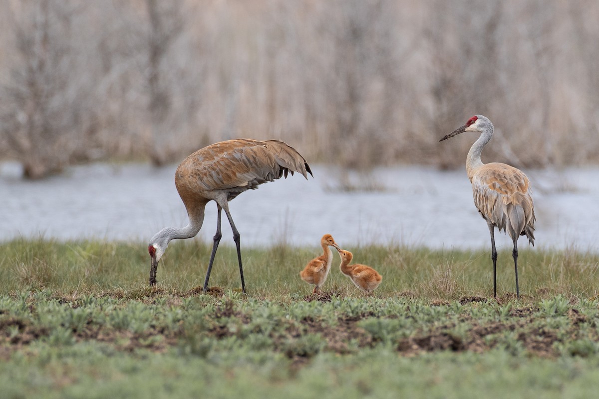 Kanadakranich - ML236321231