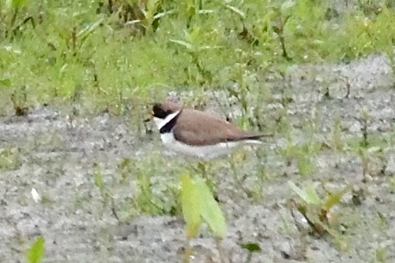 Semipalmated Plover - Jack Verdin