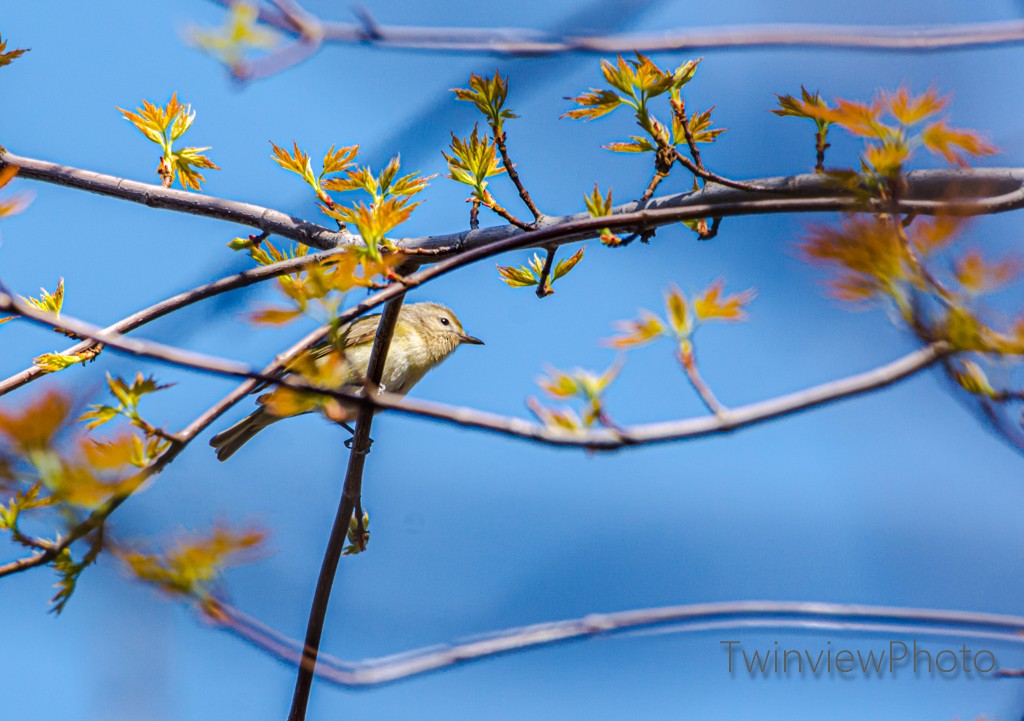 Warbling Vireo - ML236322151