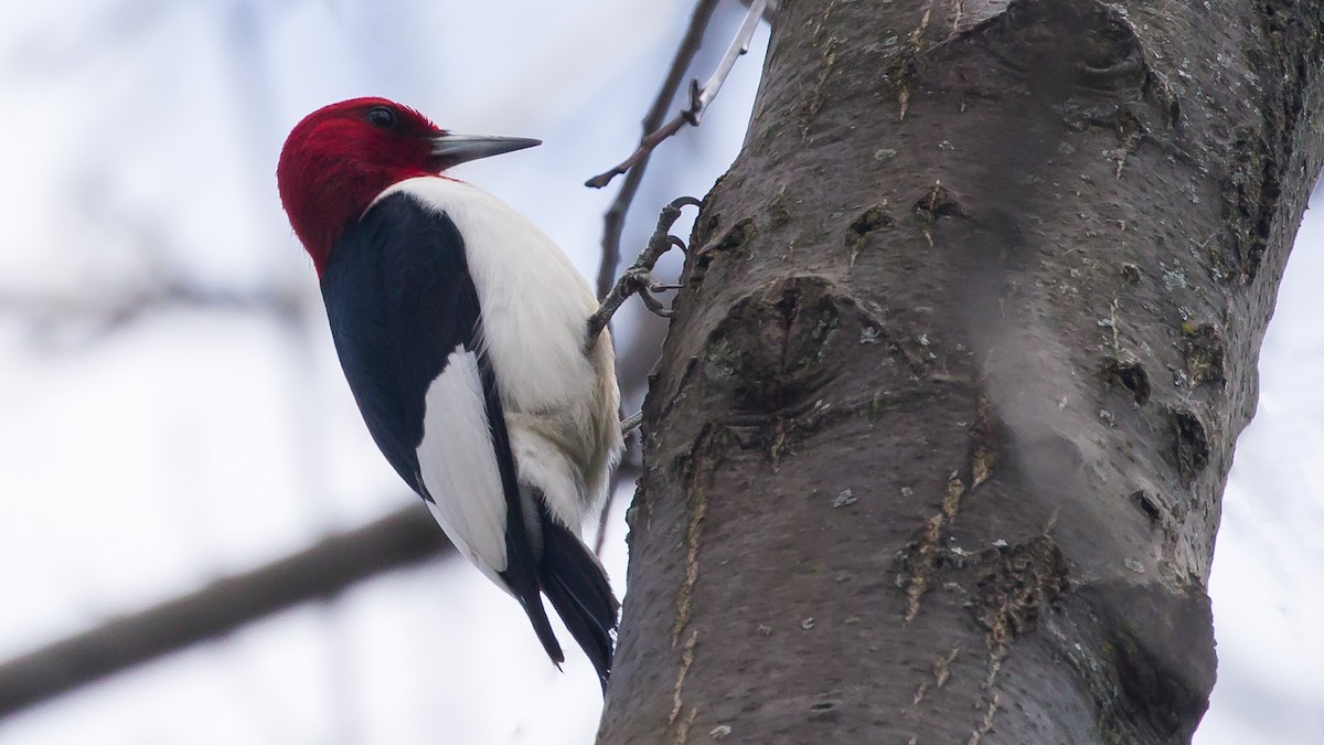 woodpecker sp. - Sophie Matta