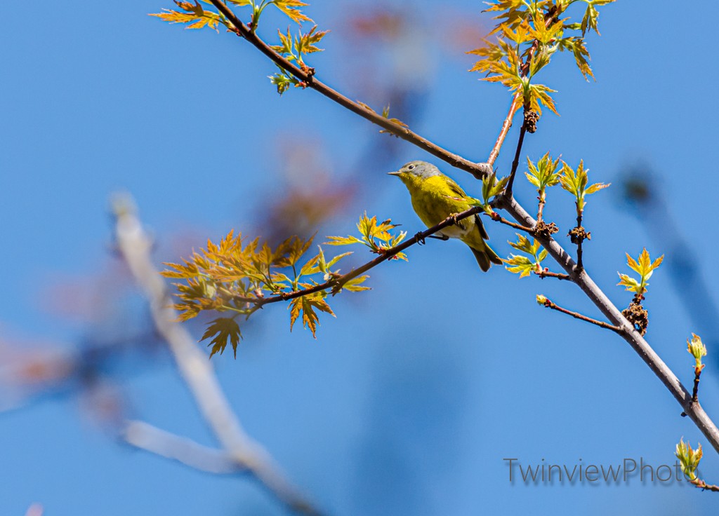 Nashville Warbler - ML236322771