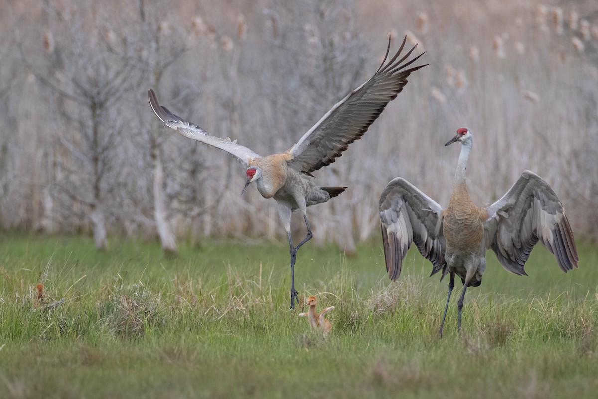 Kanadakranich - ML236323511