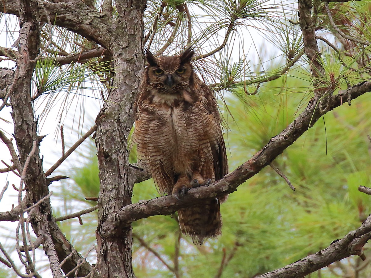 Great Horned Owl - Doug Beach