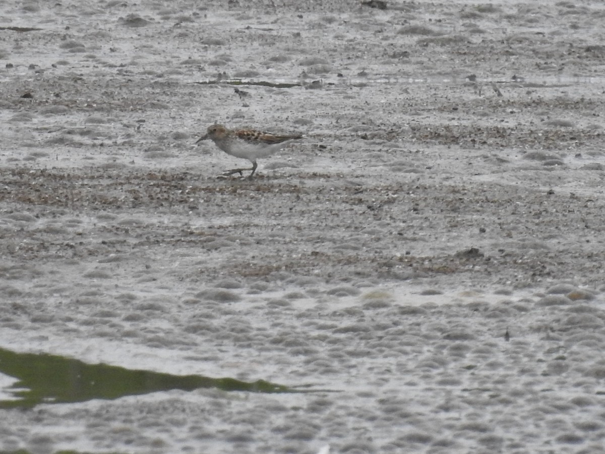 tanımsız Charadriiformes sp. - ML236325301