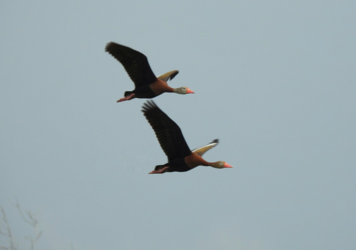 Black-bellied Whistling-Duck - ML236325311