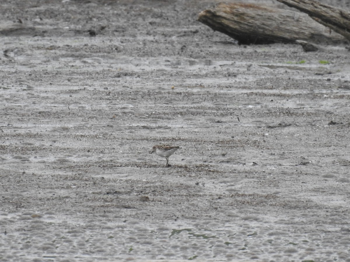 tanımsız Charadriiformes sp. - ML236325351