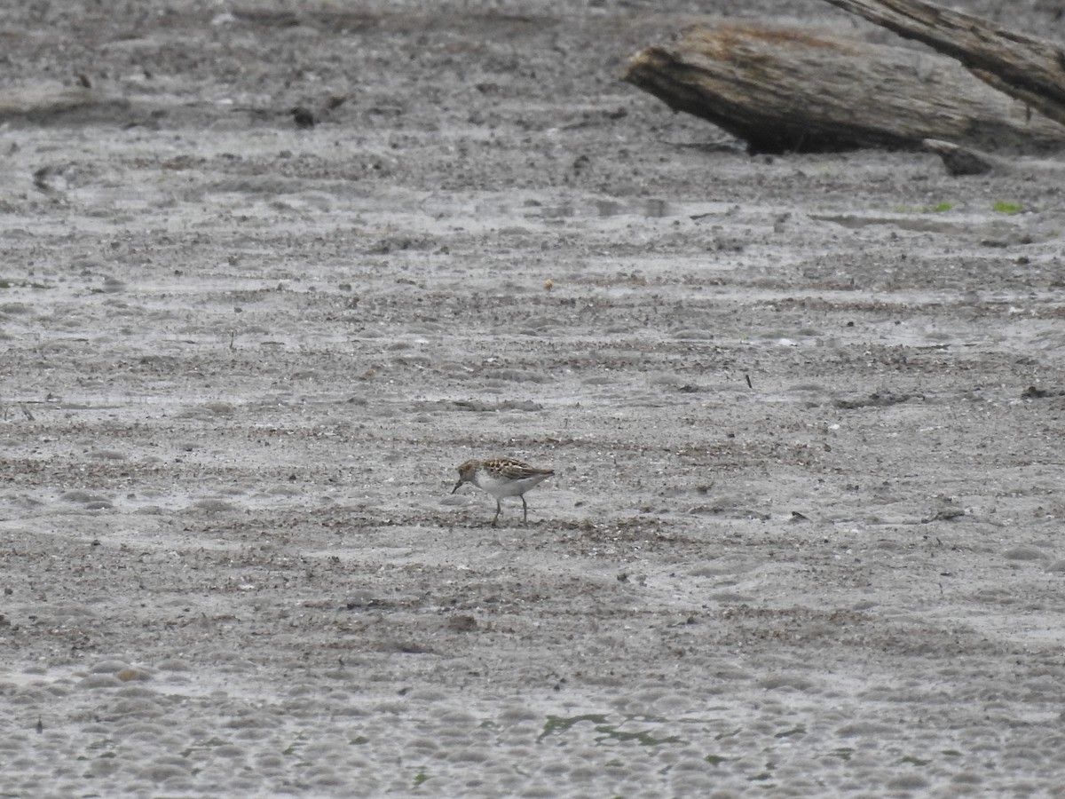 ub. vader (Charadriiformes sp.) - ML236325361