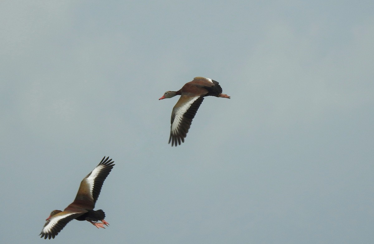 Black-bellied Whistling-Duck - ML236325401