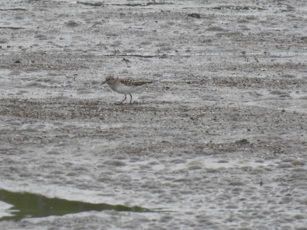 ub. vader (Charadriiformes sp.) - ML236325601