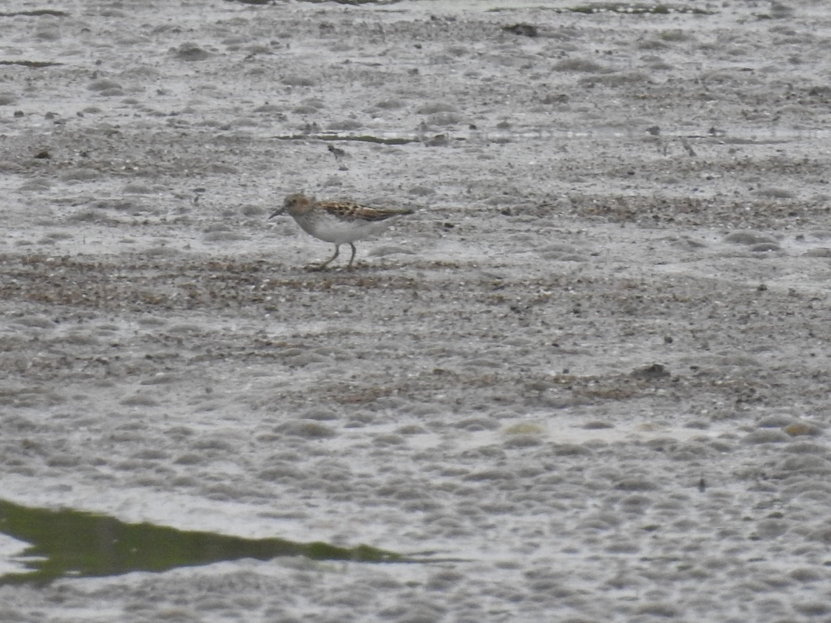 tanımsız Charadriiformes sp. - ML236325611