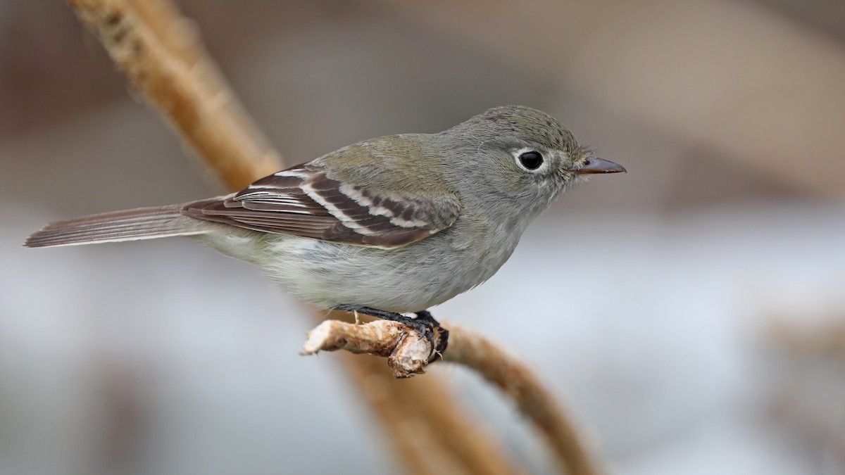 Least Flycatcher - ML236328531