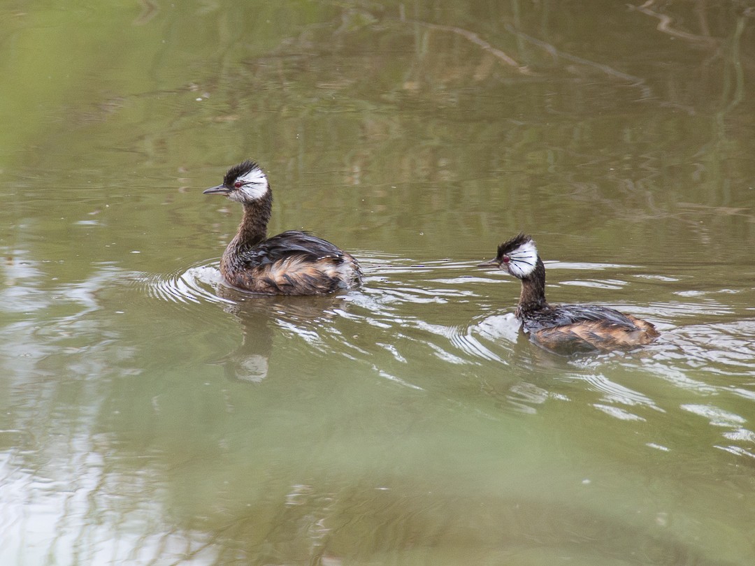 White-tufted Grebe - ML236329031