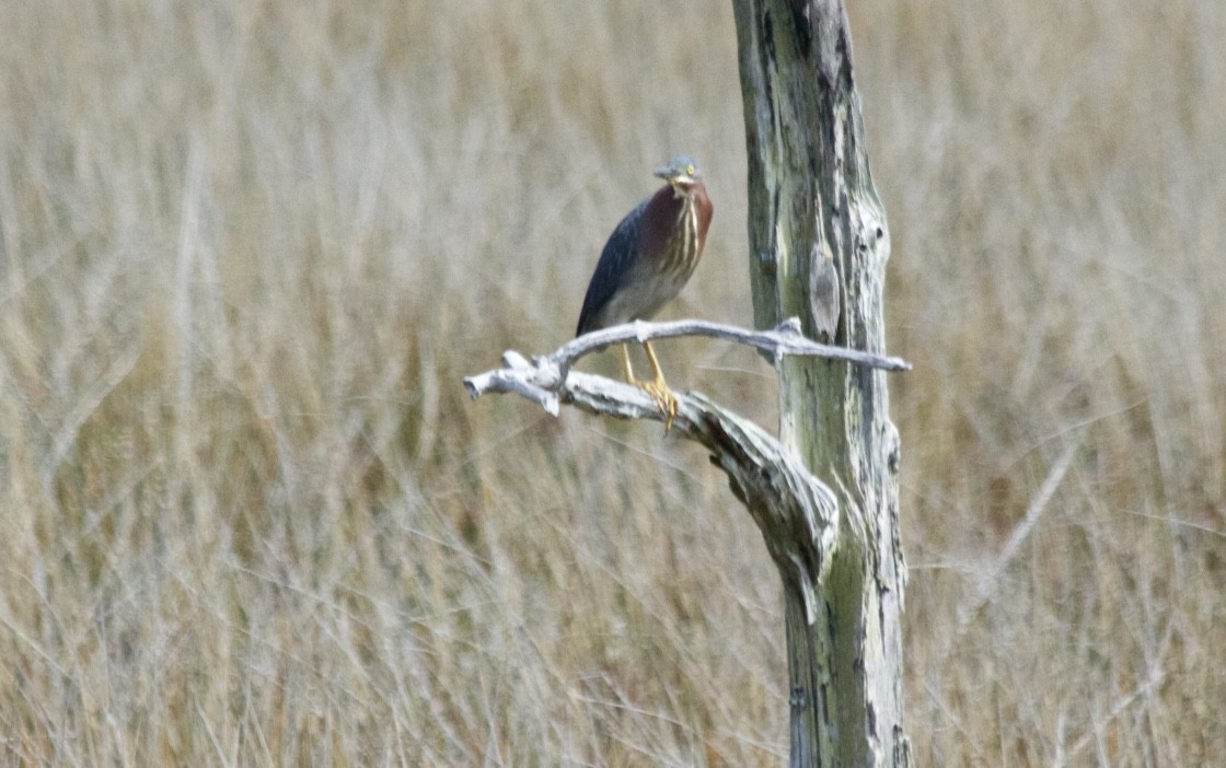 Green Heron - JoAnn Dalley