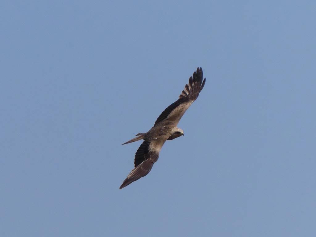 Black Kite (Yellow-billed) - ML236329441