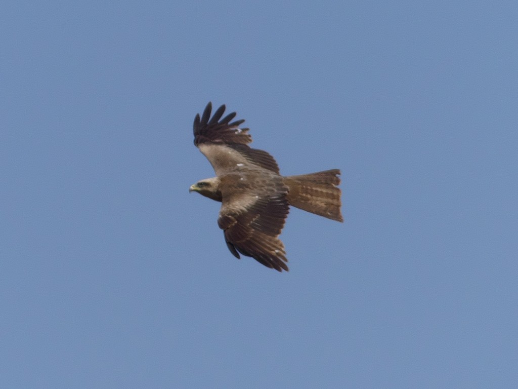 Black Kite (Yellow-billed) - ML236329451