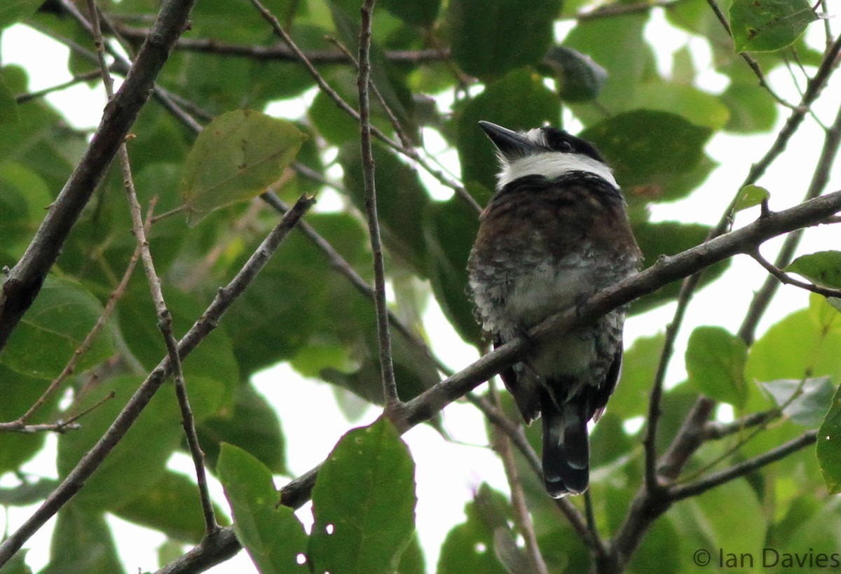 Brown-banded Puffbird - Ian Davies