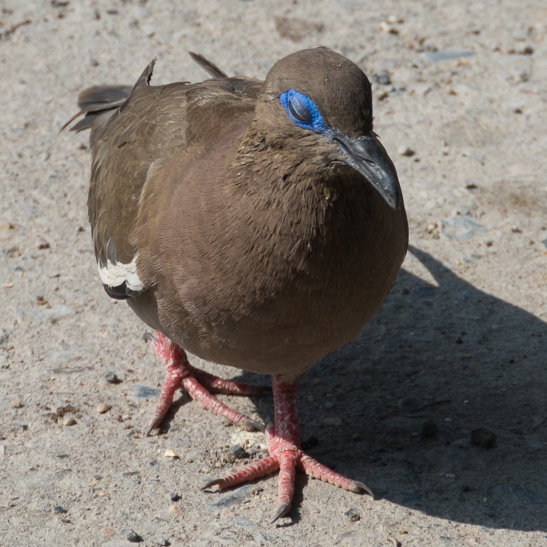 West Peruvian Dove - ML236329731