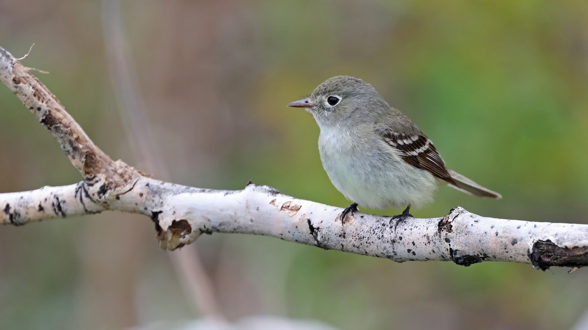 Least Flycatcher - ML236329911