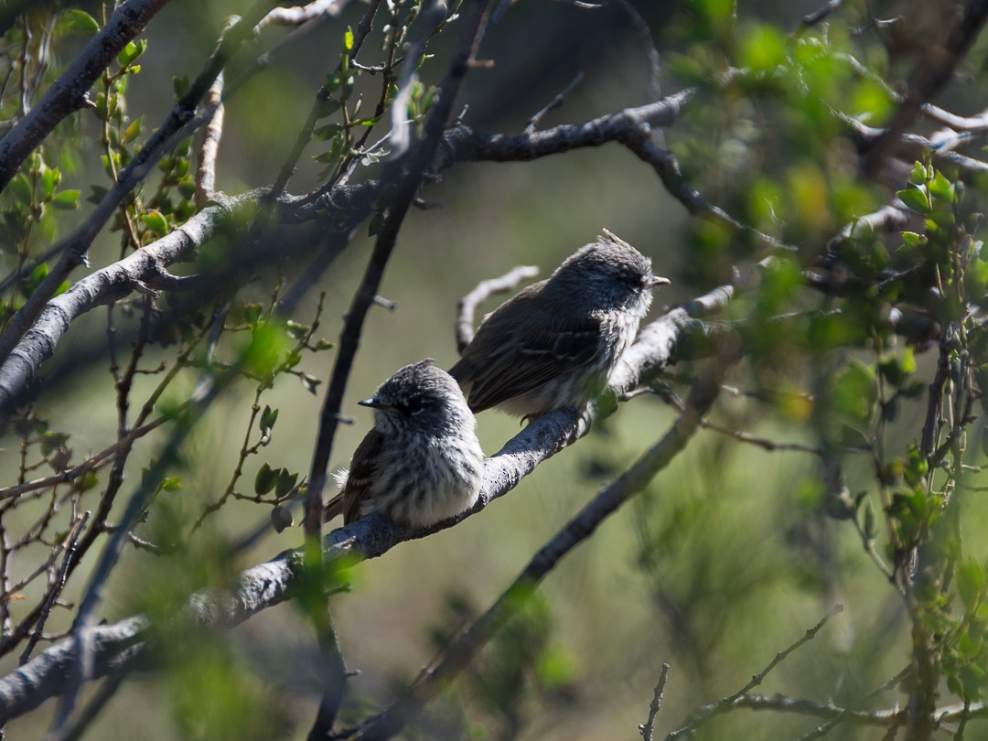 Tufted Tit-Tyrant - ML236330321