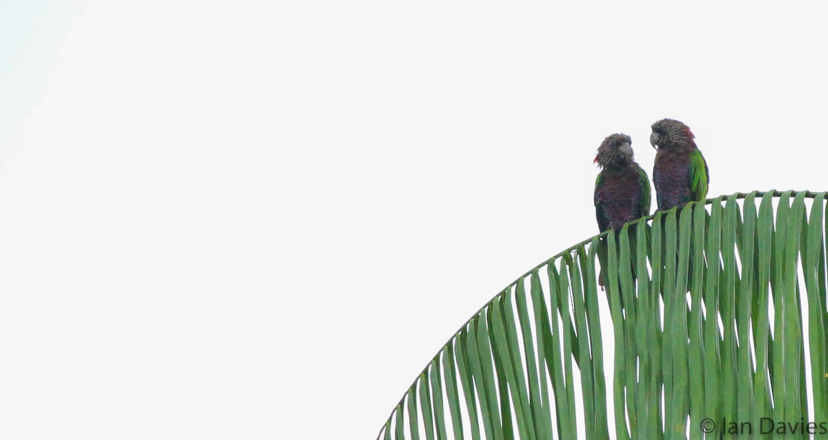 Red-fan Parrot - ML23633071