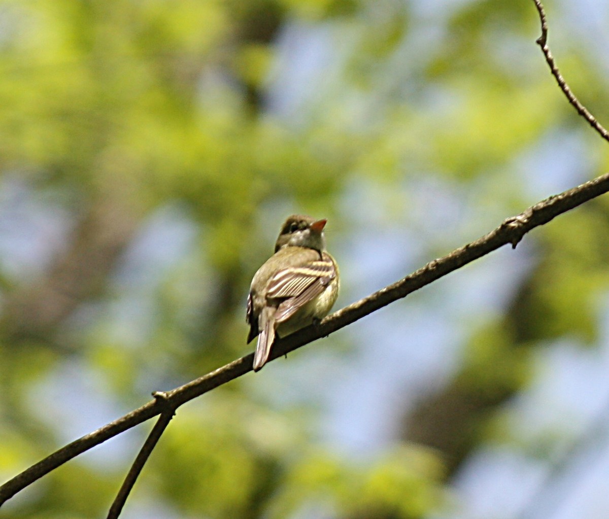 Acadian Flycatcher - ML236331781